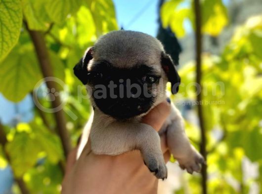 Dünyalar Tatlisi Pug Yavrulari görsel