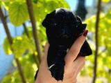 Dünyalar Tatlisi Pug Yavrulari