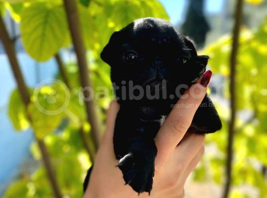 Dünyalar Tatlisi Pug Yavrulari görsel