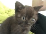 Satılık Orijinal British Shorthair Yavrusu