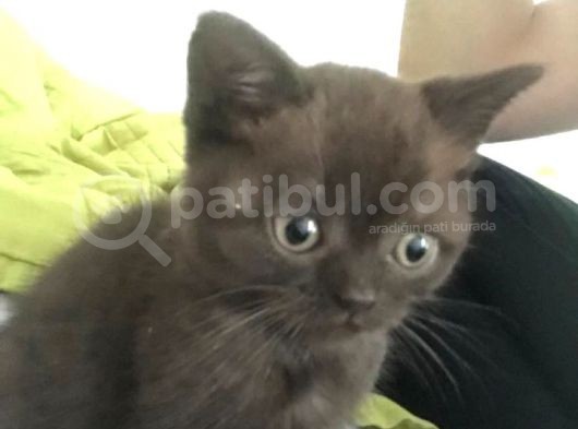 Satılık Orijinal British Shorthair Yavrusu