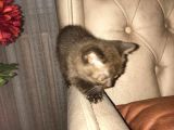 Satılık Orijinal British Shorthair Yavrusu