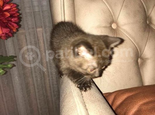 Satılık Orijinal British Shorthair Yavrusu görsel