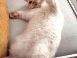 Golden Bri̇ti̇sh 3 Aylik