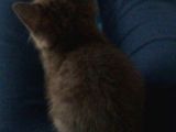 Satılık Orijinal British Shorthair Yavrusu