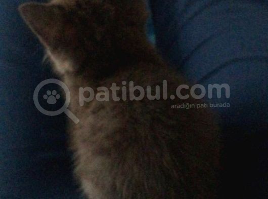 Satılık Orijinal British Shorthair Yavrusu görsel