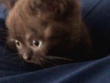 Satılık Orijinal British Shorthair Yavrusu