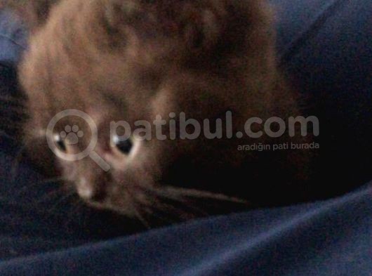 Satılık Orijinal British Shorthair Yavrusu görsel