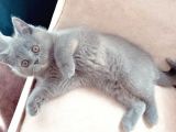 Sicakkanli Scotti̇sh Gri̇ Kedi̇