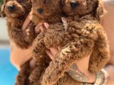 Red Brown Toy Poodle