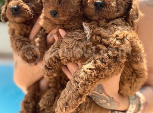 Red Brown Toy Poodle görsel