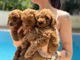 Red Brown Toy Poodle