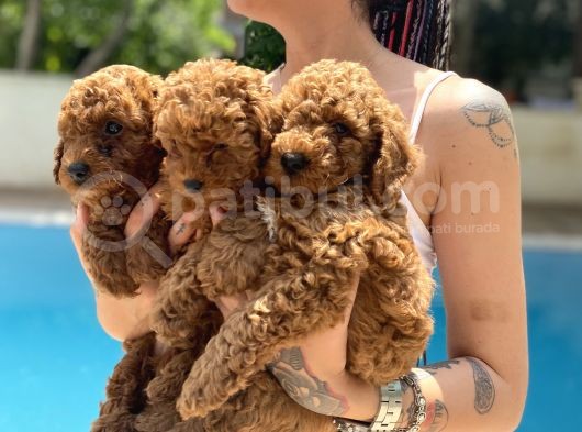 Red Brown Toy Poodle görsel