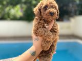 Red Brown Toy Poodle
