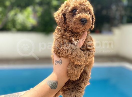 Red Brown Toy Poodle görsel