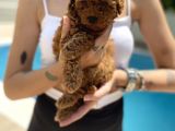 Red Brown Toy Poodle