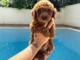 Red Brown Toy Poodle
