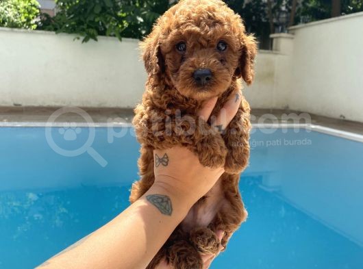 Red Brown Toy Poodle
