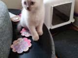 British Shorthair Erkek 1,5 Aylık Beyaz