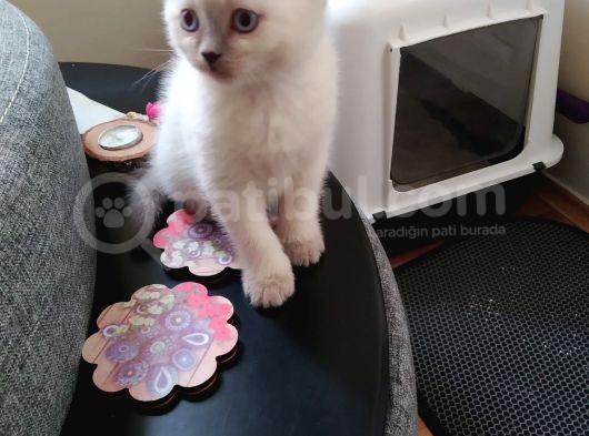 British Shorthair Erkek 1,5 Aylık Beyaz görsel