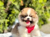 Safkan Pomeranian Boo Yavrularımız