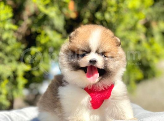 Safkan Pomeranian Boo Yavrularımız görsel