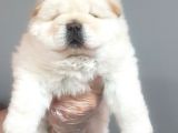 Chow Chow Yavrularimiz