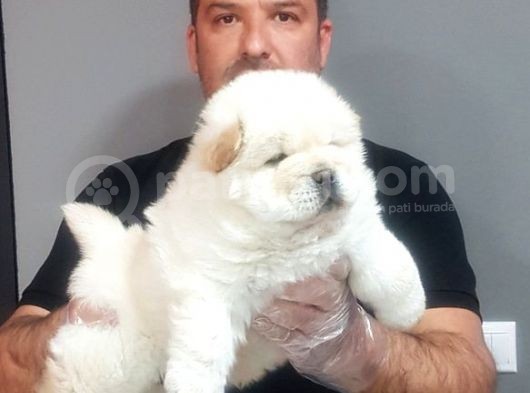 Chow Chow Yavrularimiz görsel