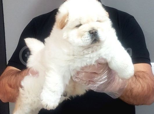 Chow Chow Yavrularimiz görsel