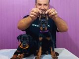 Doberman Yavrularimiz