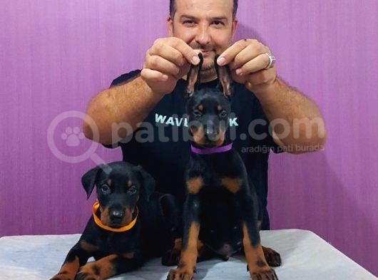 Doberman Yavrularimiz görsel