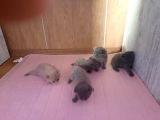 Saf Orijinal Irk Scottish Fold