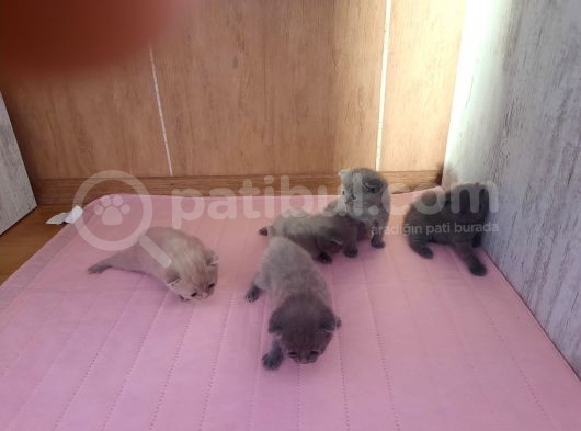 Saf Orijinal Irk Scottish Fold görsel