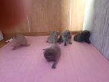 Saf Orijinal Irk Scottish Fold