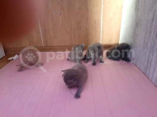Saf Orijinal Irk Scottish Fold görsel