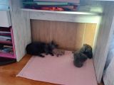 Saf Orijinal Irk Scottish Fold