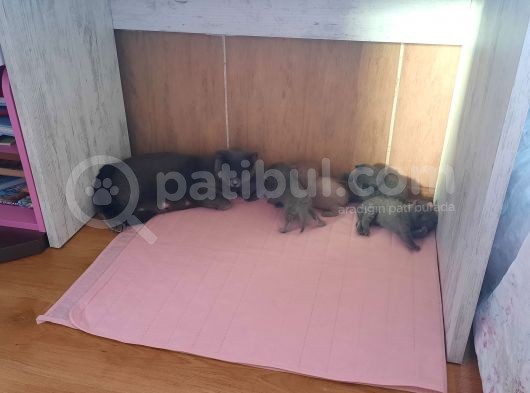 Saf Orijinal Irk Scottish Fold
