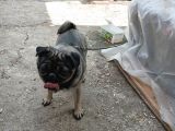 Safkan Pug