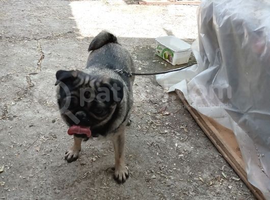 Safkan Pug