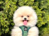 Safkan Pomeranian Boo Yavrularımız