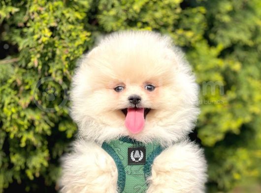 Safkan Pomeranian Boo Yavrularımız görsel