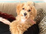 6 Aylık Toy Poodle
