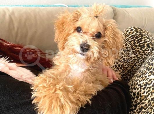 6 Aylık Toy Poodle görsel
