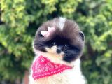 Safkan Pomeranian Boo Yavrularımız