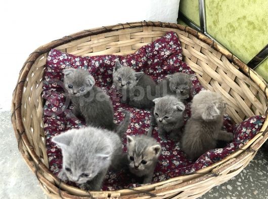 45 Günlük Harika Yavrular