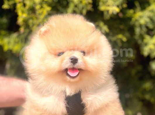 Safkan Pomeranian Boo Yavrularımız görsel