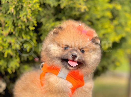 Safkan Pomeranian Boo Yavrularımız görsel