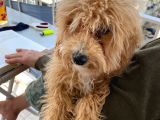 6 Aylık Toy Poodle