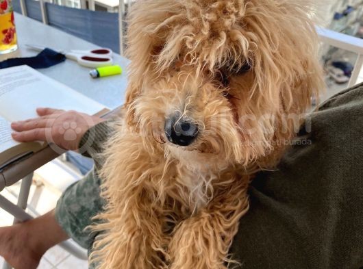 6 Aylık Toy Poodle
