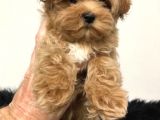 Malti̇poo Dogru Jenerasyon Tüy Dökmez Orjinal Garantili